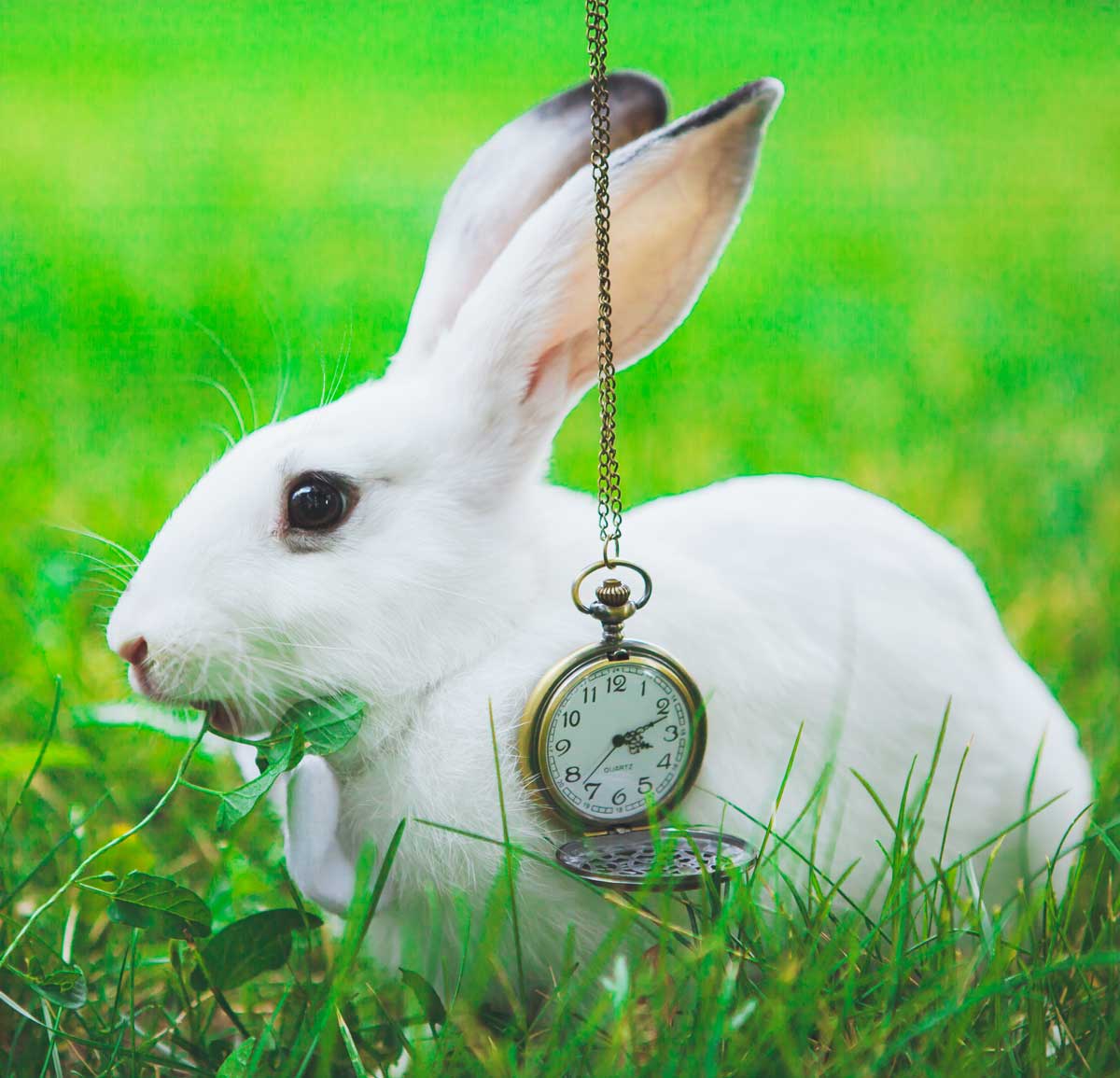 Lapin blanc et montre sur l'herbe