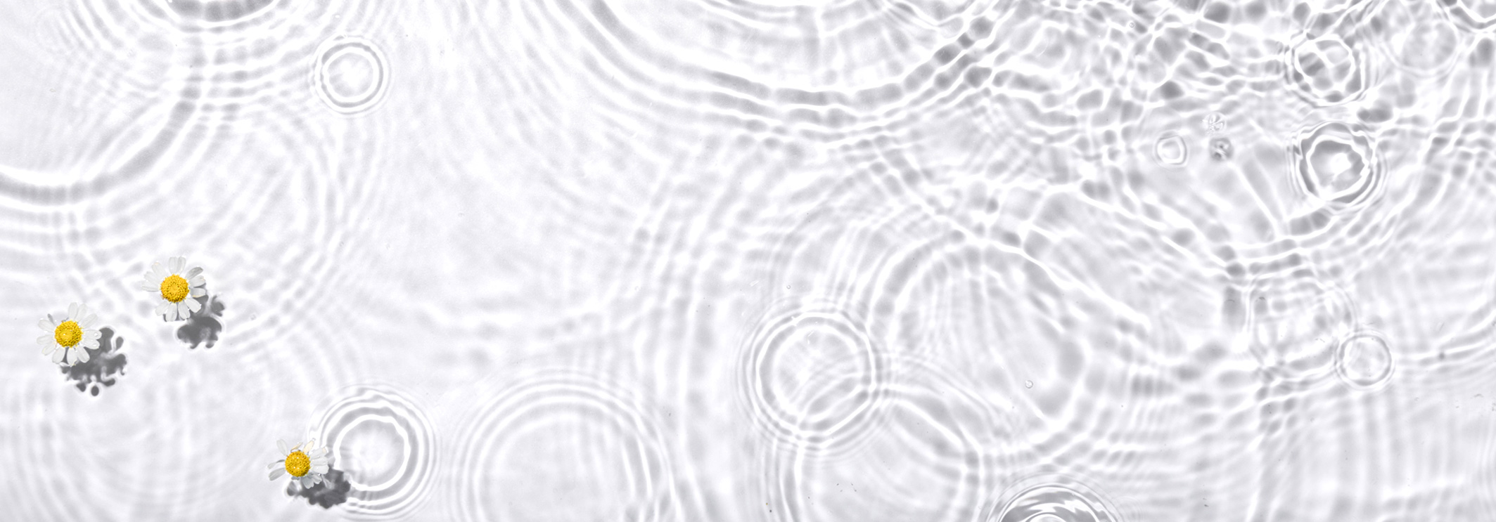 Vibrations et fréquences formées sur l'eau, et fleurs de marguerite flottant sur l'eau
